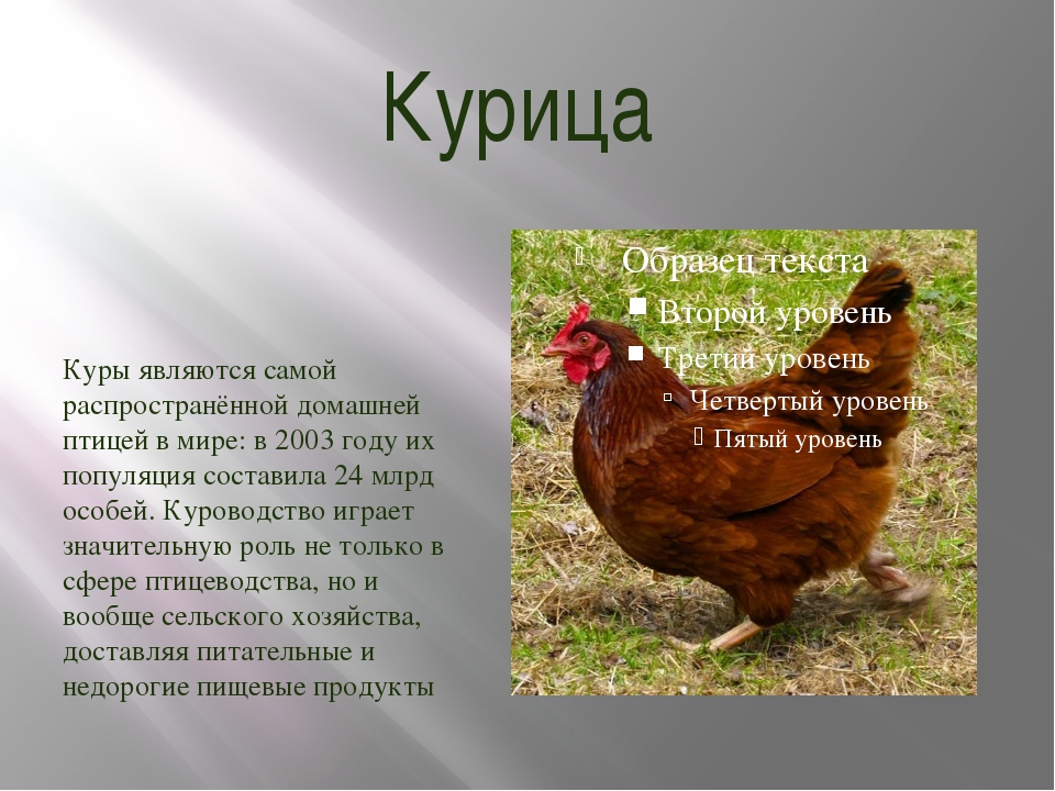 Тема домашние животные 3 класс. Доклад про курицу. Описание курицы. Проект про домашних кур. Проект про домашних куриц.