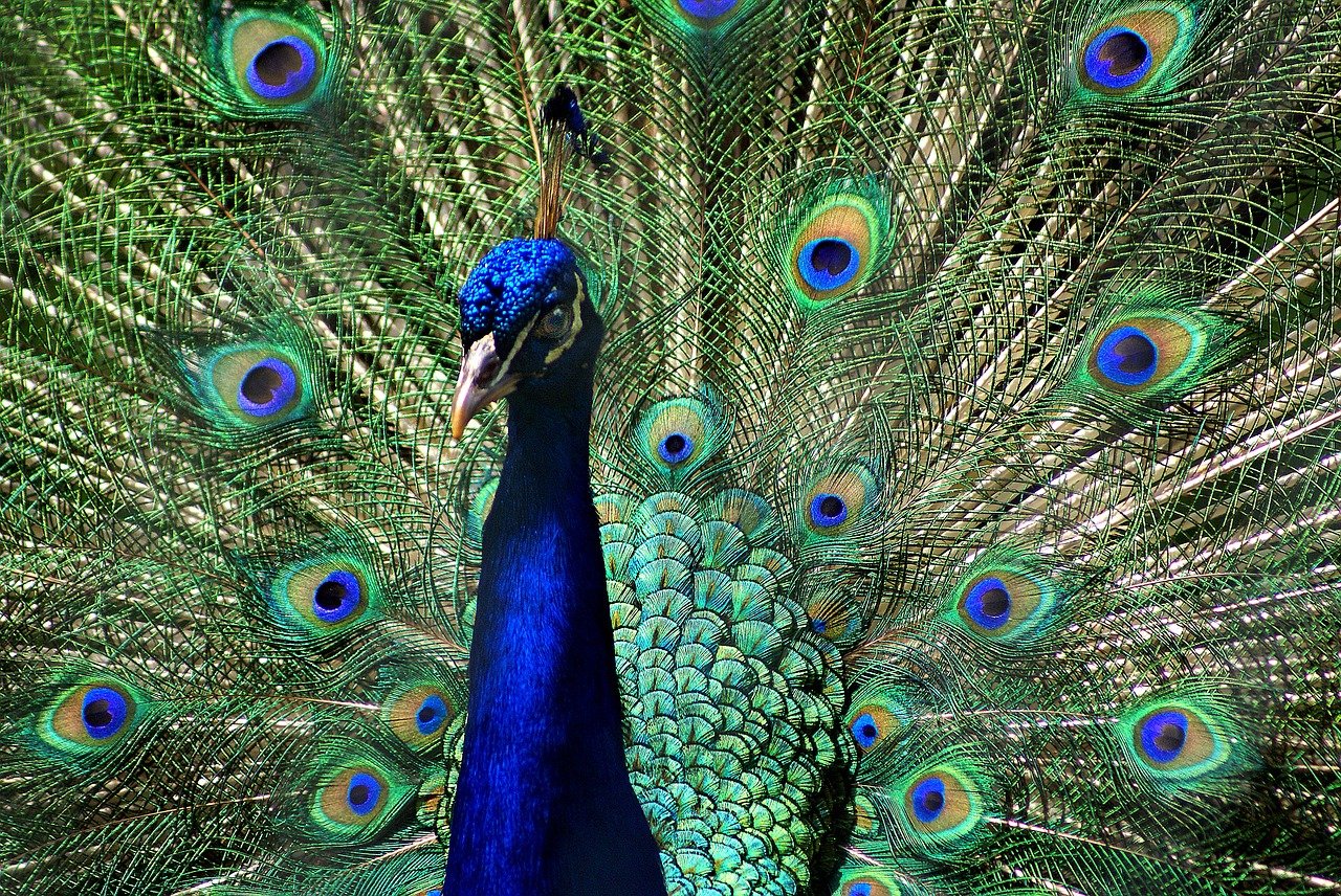 Породы и виды самой красивой в мире птицы павлина