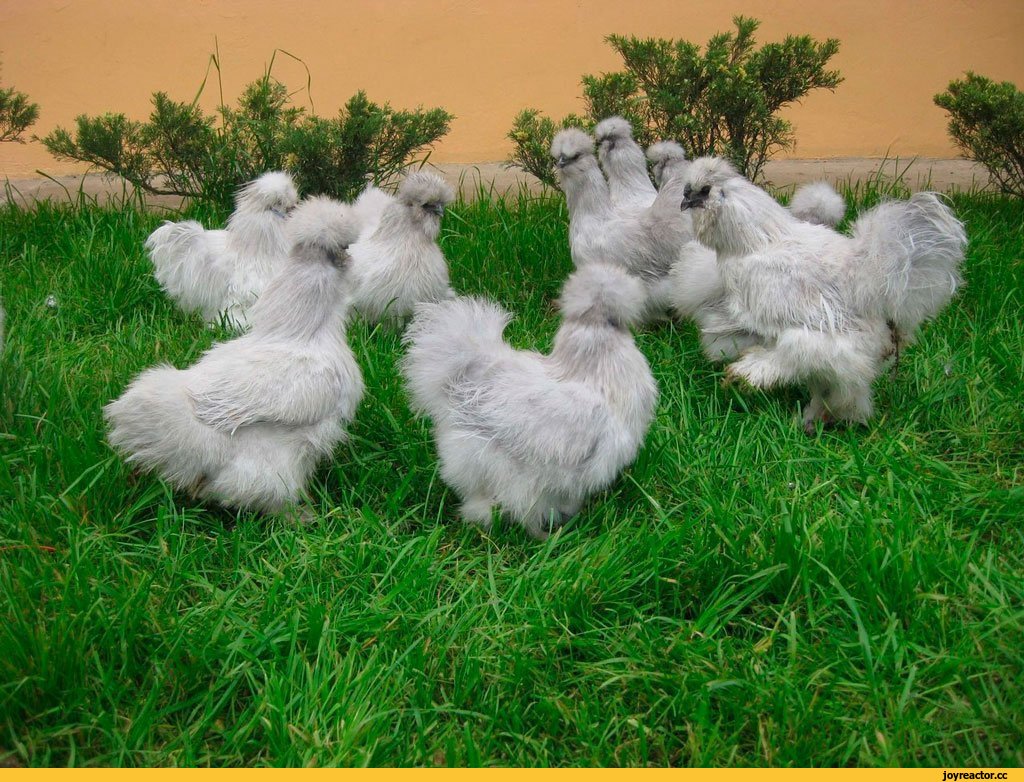 Китайская пуховая (шелковая) - декоративная порода кур. Описание, характеристики, правила выращивания и кормления