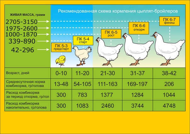 Сколько зерна надо курице?