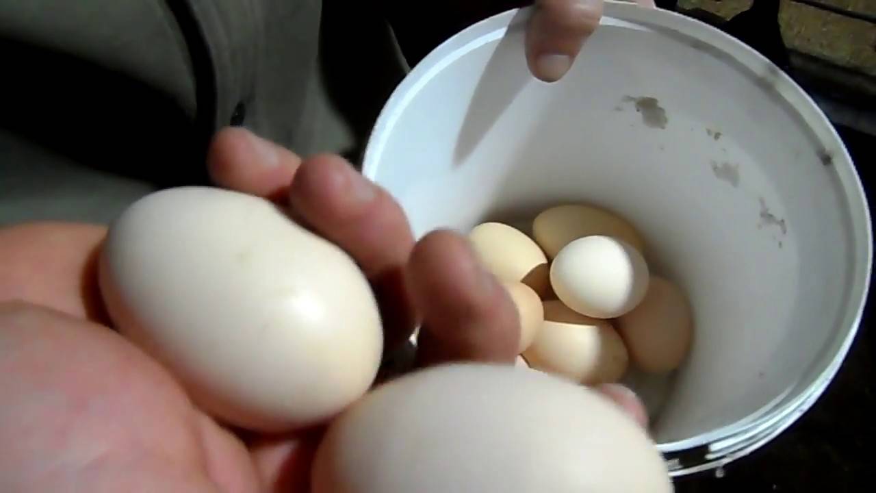 Поедание курами яиц – в чем причина такого поведения?