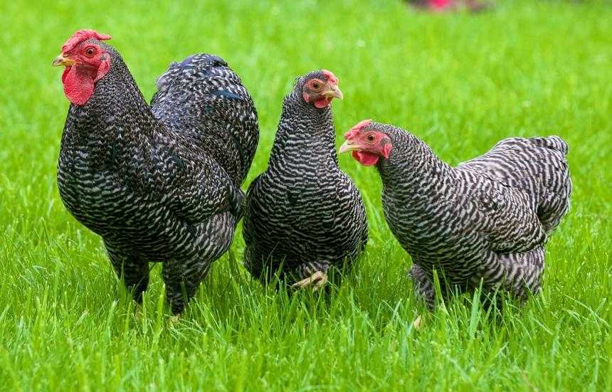 Немецкий ястреб - яичная порода кур. Описание, характеристики, содержание и выращивание, кормление