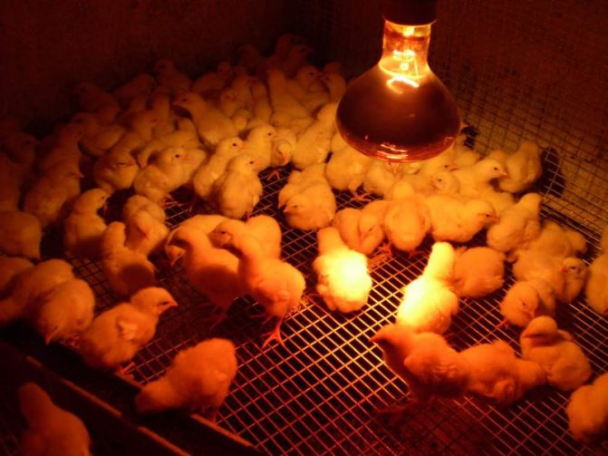 Основы выращивания и разведения бройлерных цыплят