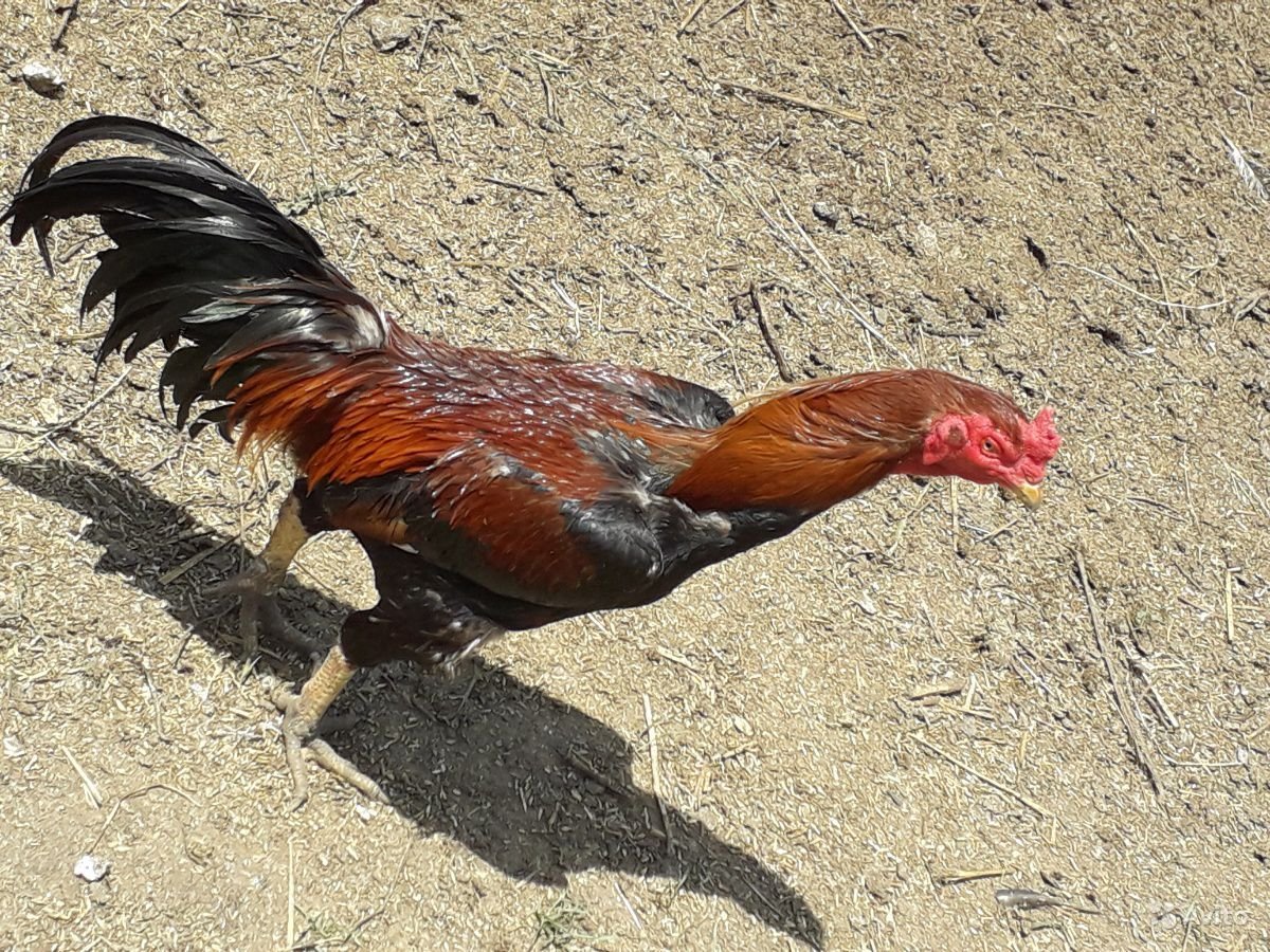 Дакан (Куланги) - бойцовая порода кур. Описание, содержание, уход, выращивание, кормление