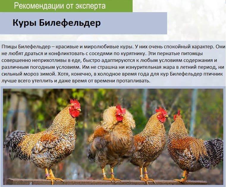 Доминант порода кур – описание, фото и видео