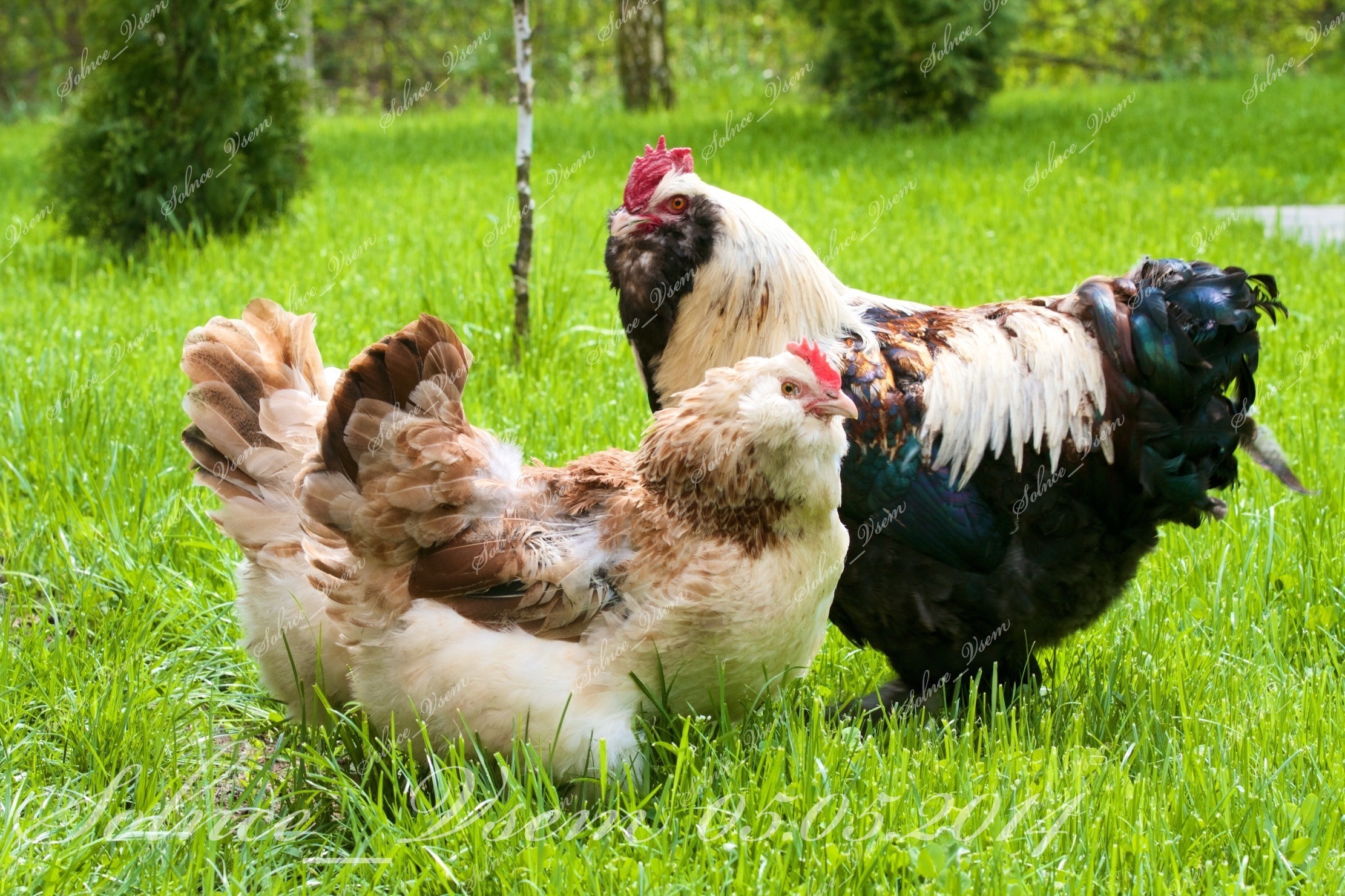 Фавероль - мясо-яичная порода кур. Описание, содержание и выращивание, правила инкубации