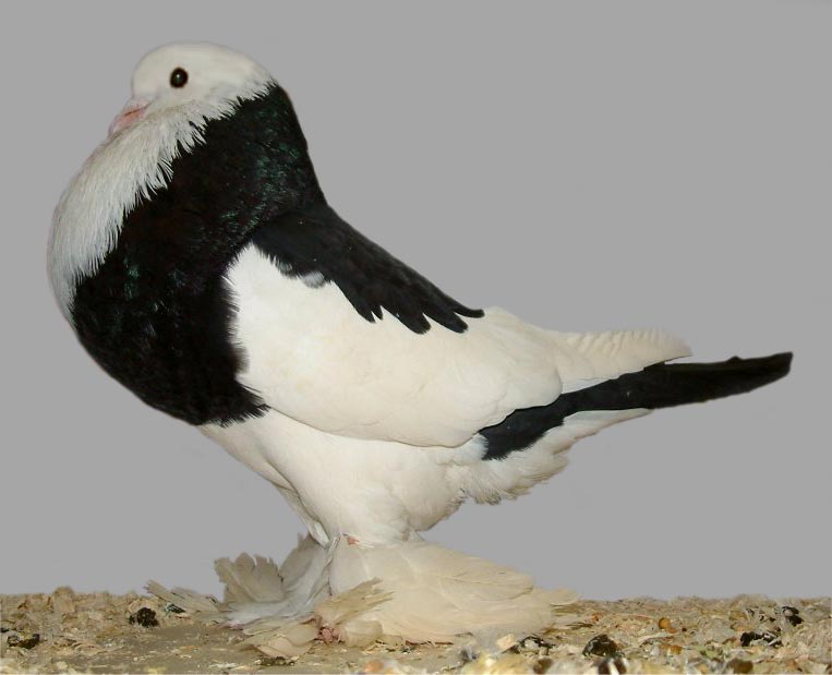 Дутыши – описание породы голубей, характеристика разновидностей