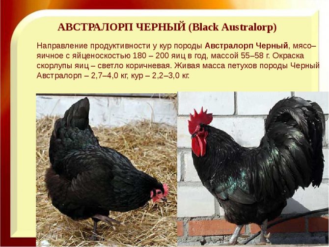 Отечественная мясо-яичная Московская черная порода кур и ее достоинства