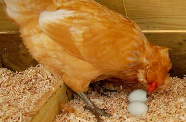 Почему куры перестали нести яйца осенью