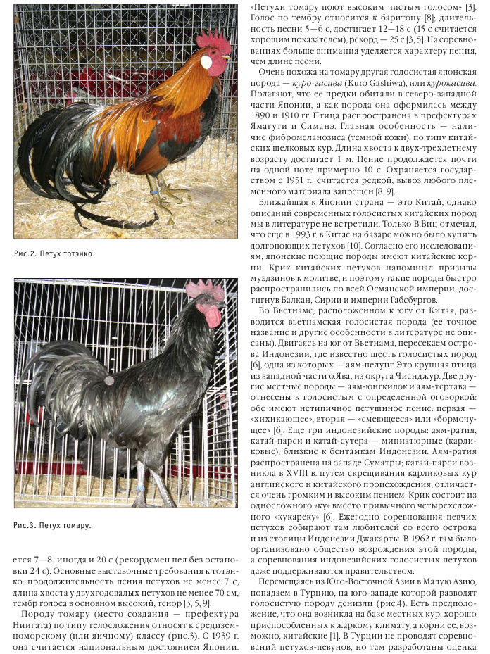 Бергская голосистая порода кур – описание с фото и видео
