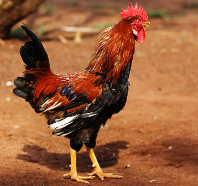 Овамбо порода кур – описание с фото и видео