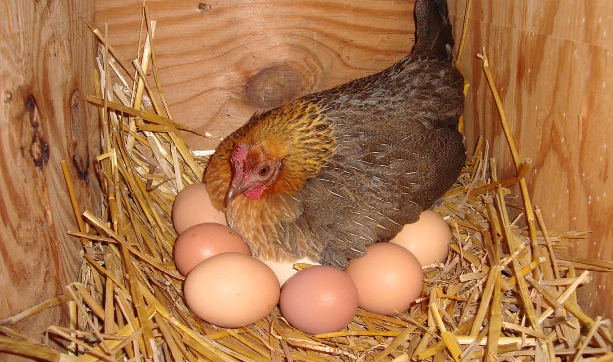 Как ухаживать за наседкой, которая сидит на яйцах