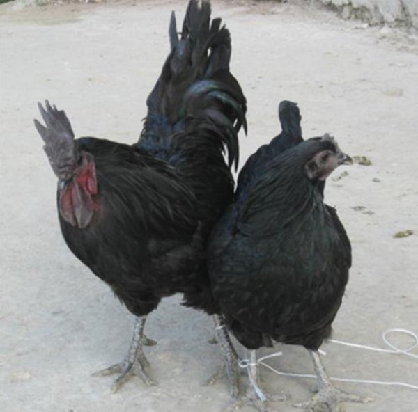 Лакеданзи порода кур – описание, фото и видео