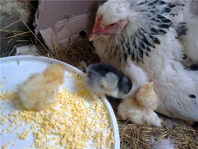 Курица вывела цыплят: что делать дальше, чем кормить птенцов, как за ними ухаживать, когда отсаживать наседку?