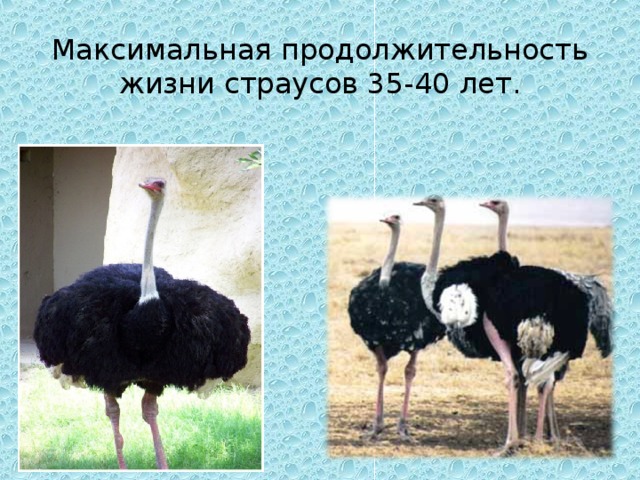 Сколько лет живет красивая и крупная птица страус