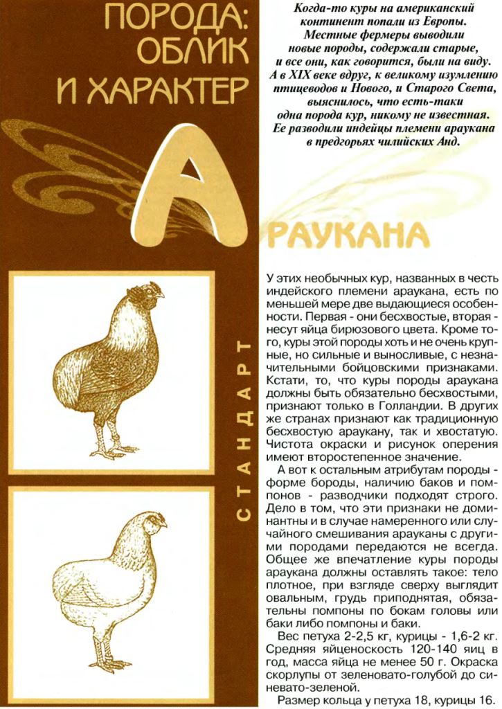 Араукана - яичная порода кур. Описание, характеристики, выращивание, кормление и инкубация