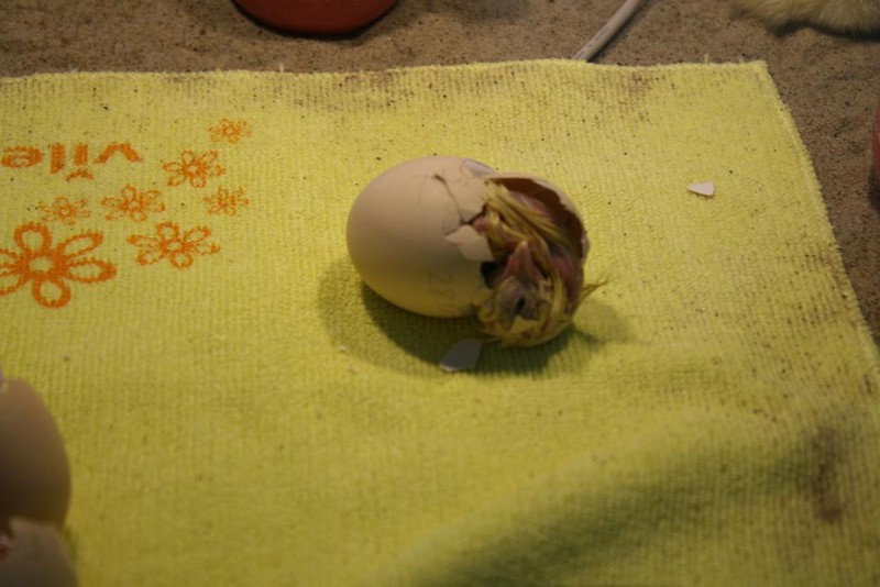 как сделать чтобы из яйца вылупился цыпленок майнкрафт #16