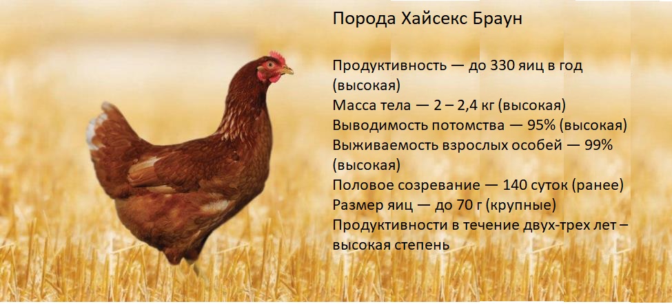 Рамельслоэр - мясо-яичная порода кур. Описание, характеристика, особенности выращивания и ухода