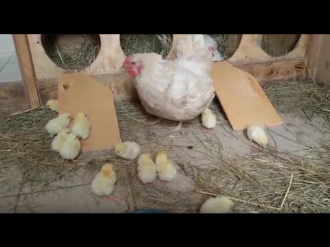 Сколько дней курица сидит на яйцах, чтобы вывести цыплят? Процесс насиживания и его продолжительность