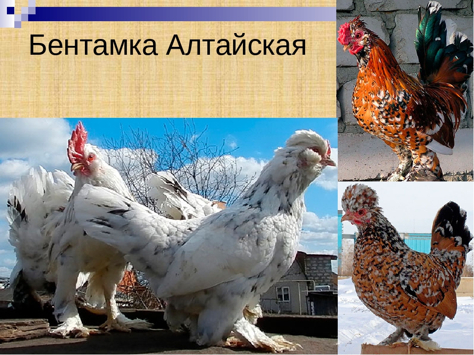 Алтайская Бентамка порода кур – описание с фото и видео