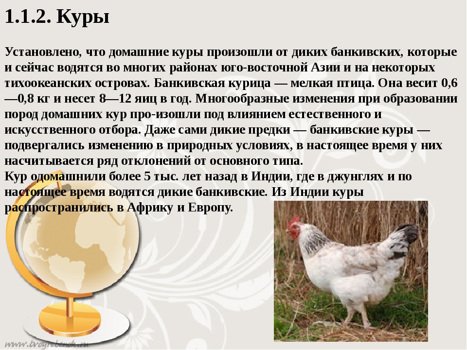 Курица - это птица или животное, откуда появилась? История происхождения и характеристики