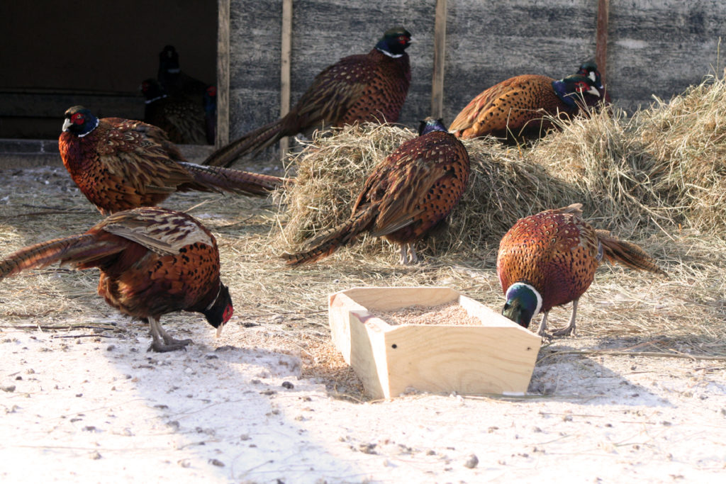 Виды и породы фазанов для домашнего разведения