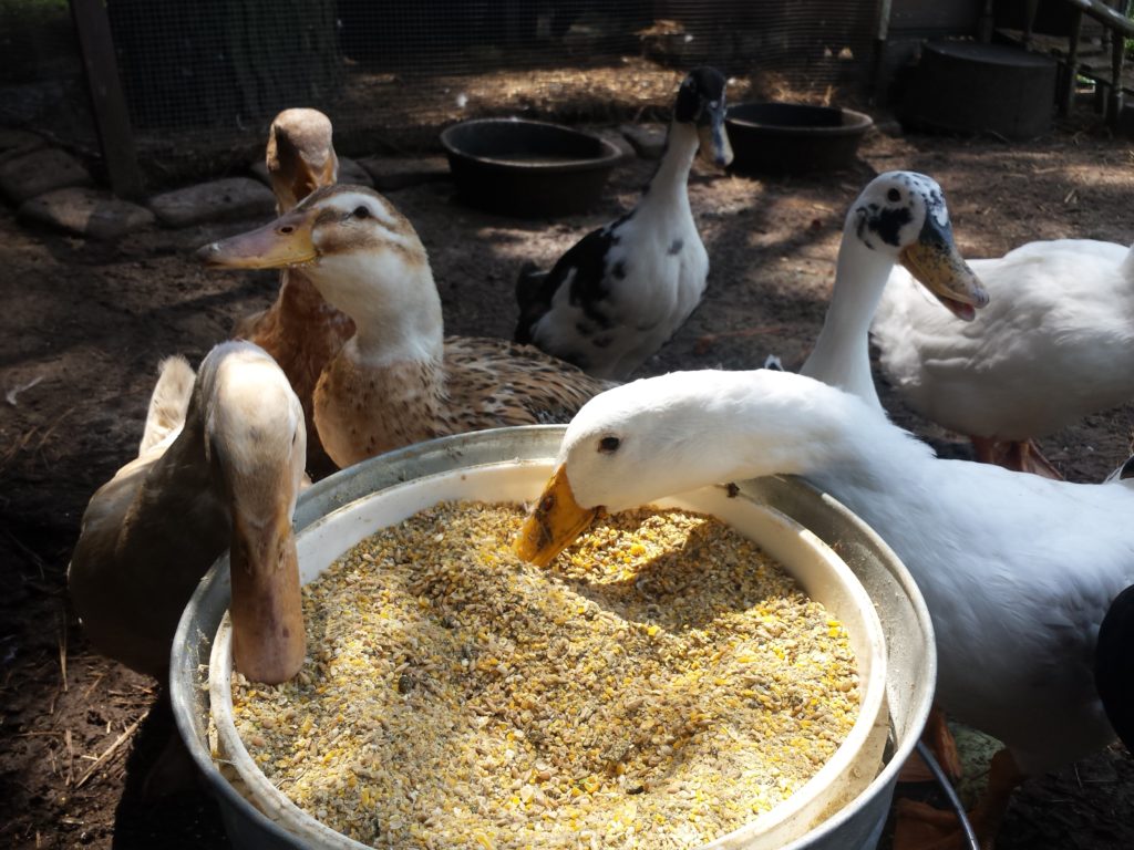 Чем кормить гусей в домашних условиях