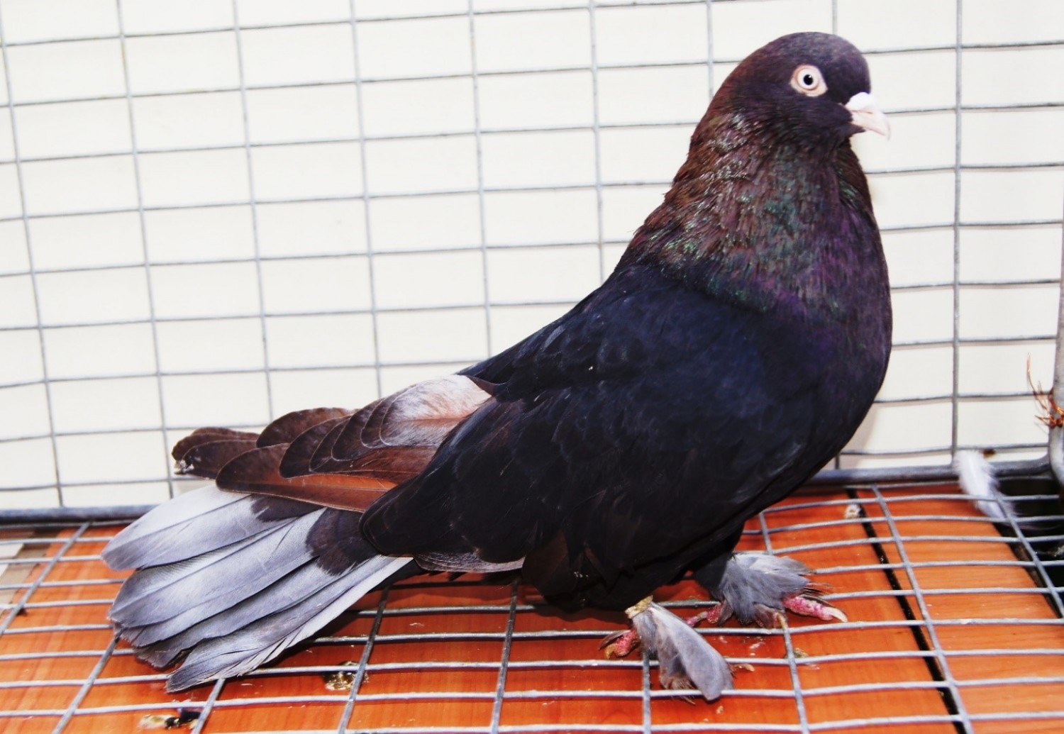 Породы голубей, имеющие коричневый окрас, их особенности и преимущества