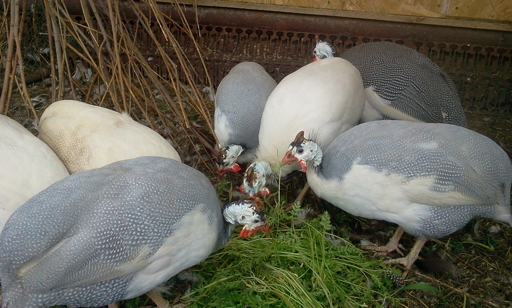 Волжская белая цесарка – содержание, нюансы кормления взрослых птиц и птенцов
