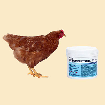 Левомицетин для кур и цыплят: инструкция по применению, дозировка, как правильно разводить препарат с водой