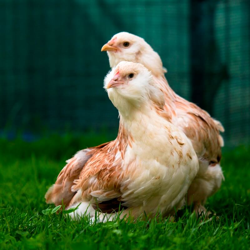 Фавероль порода кур – описание, фото и видео