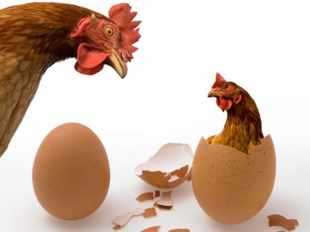 Что появилось раньше – яйцо или курица? Узнали ученые!