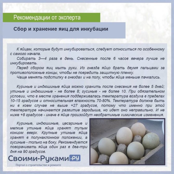 Инкубация крупных куриных яиц