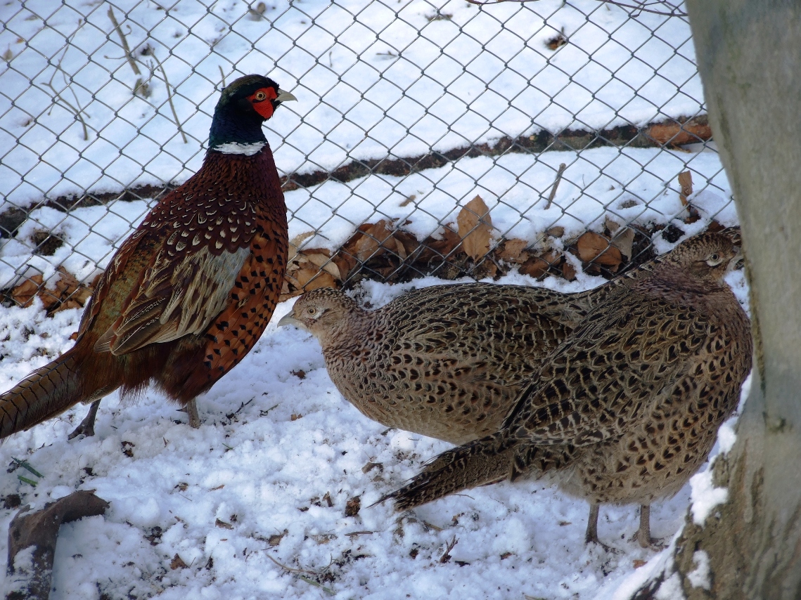 Ушастые фазаны – разновидности, входящие в эту группу, и их описание
