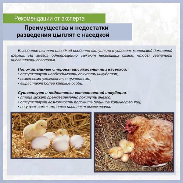 Естественное выведение цыплят под наседкой