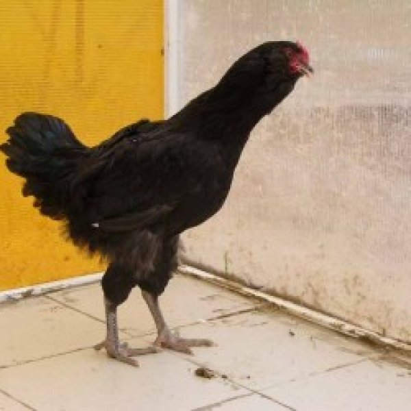 Черная бородатая порода кур – описание, фото и видео