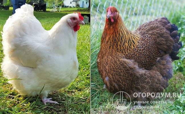 Орпингтон - мясо-яичная порода кур. Описание, разведение и выращивание, кормление, инкубация и яйценоскость