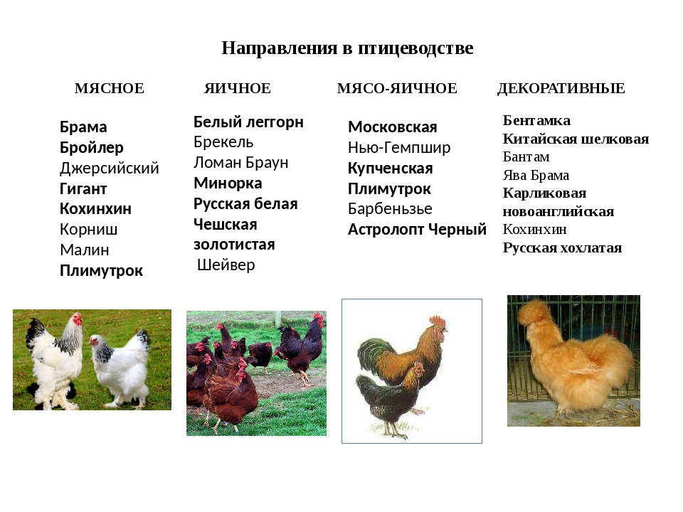 Доркинг - мясная порода кур. Характеристики, правила выращивания и содержания, кормление, разведение