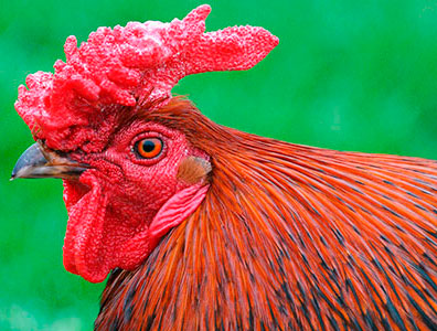 Красношапочная порода кур – описание с фото и видео