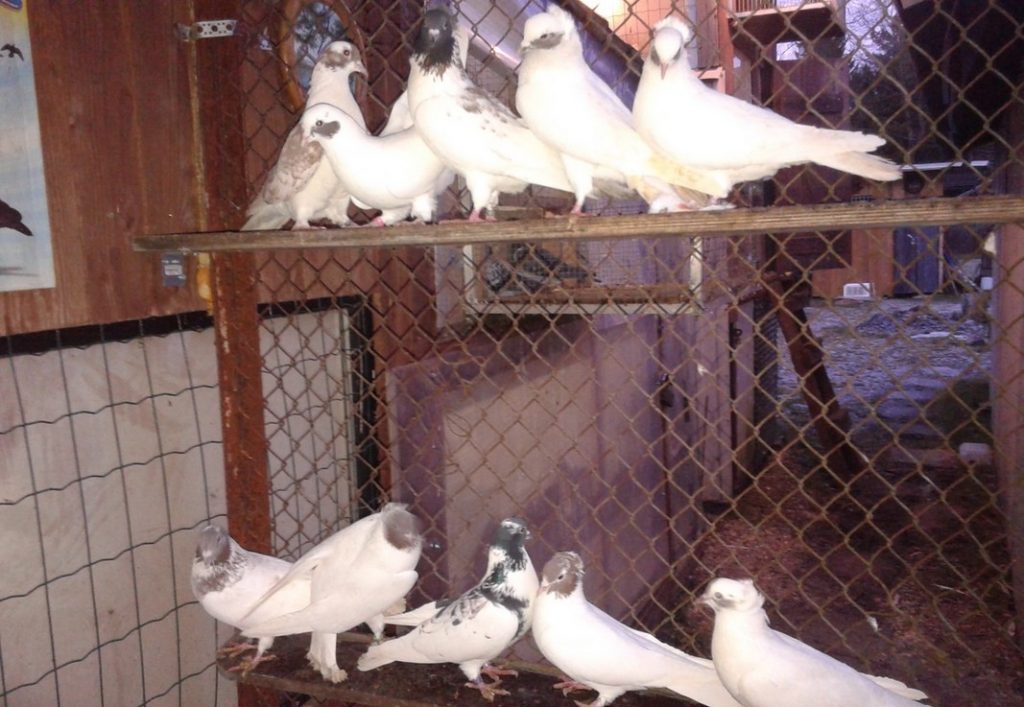 Разведение голубей: особенности для начинающих голубеводов