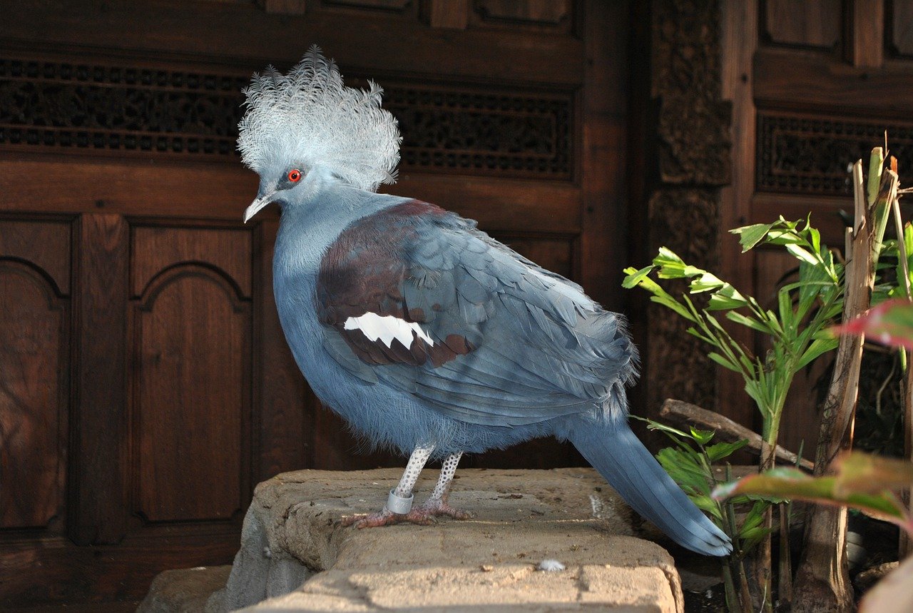 Кудрявый голубь: описание породы, декоративные характеристики, содержание