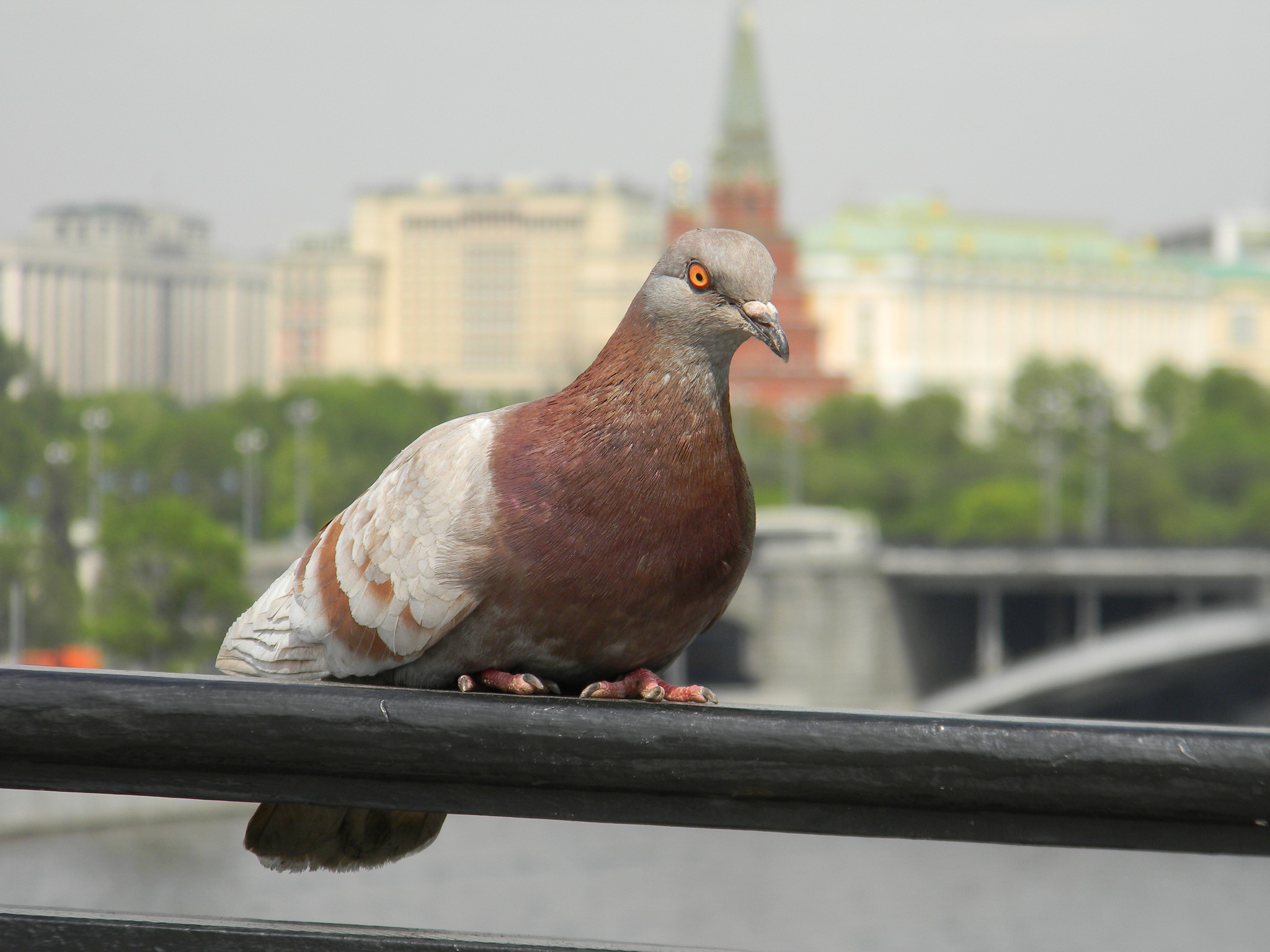 Какой болезнью может заразить человека городской голубь?