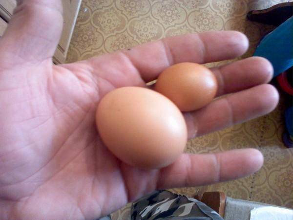 Курица снесла яйцо без скорлупы в пленке — причины