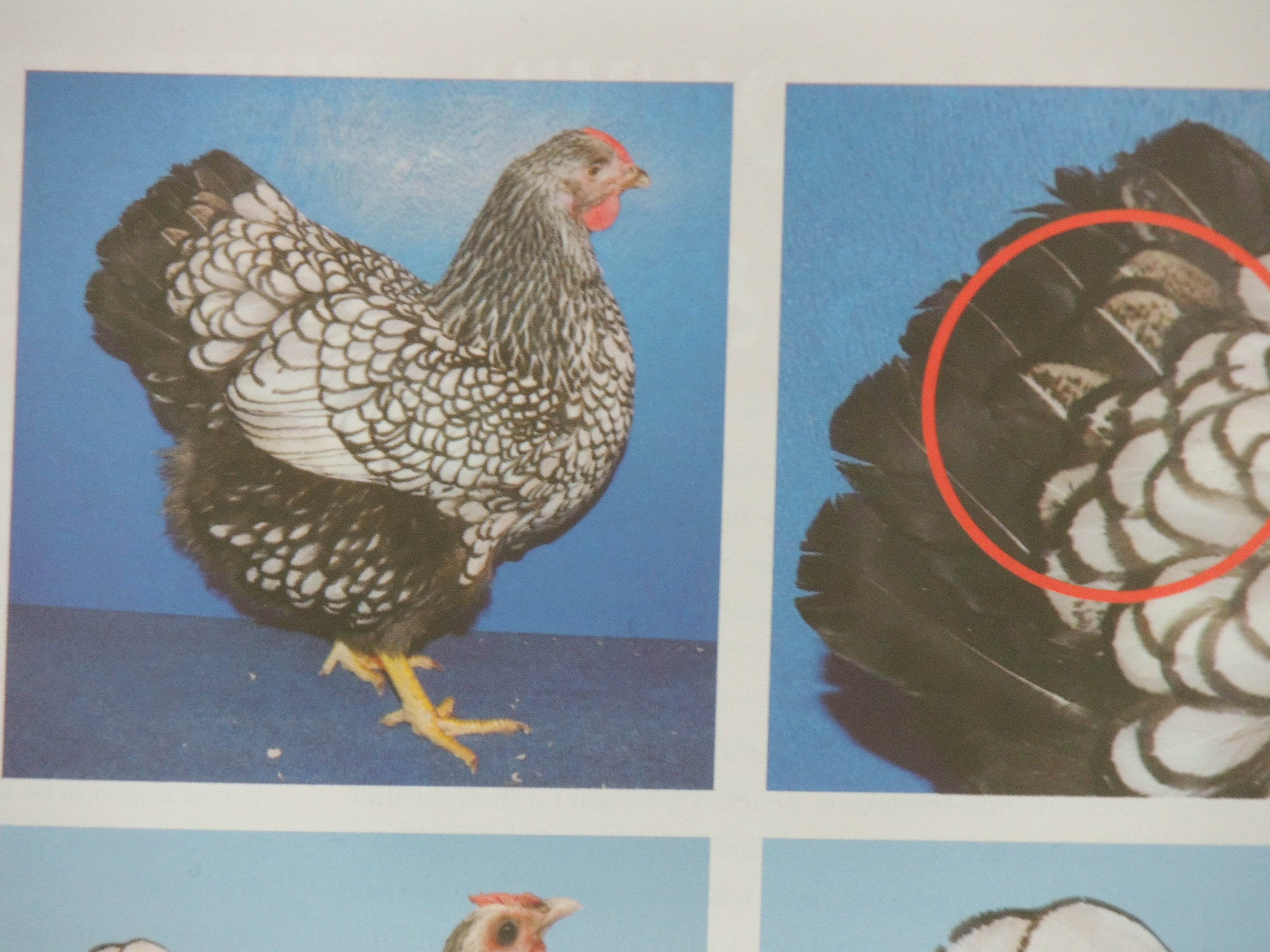 Сицилийский Баттеркап - декоративная порода кур. Описание, выращивание и разведение, кормление, инкубация