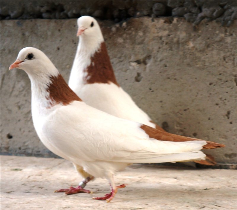 Бакинские бойные голуби – характеристики, особенности лета