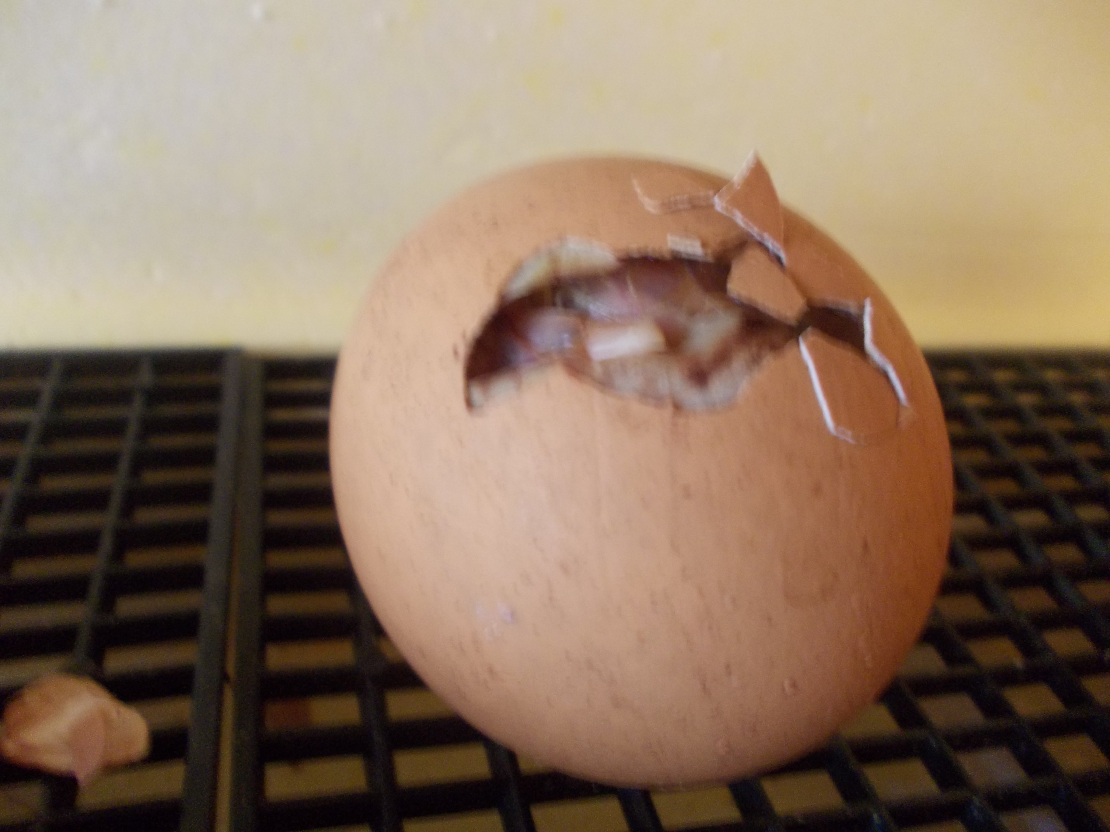 Что делать, если в инкубаторе треснуло яйцо: вылупится ли из него цыпленок?