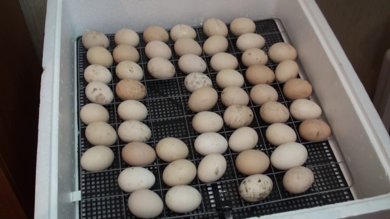 Как инкубировать куриные яйца, чтобы вывелось много цыплят