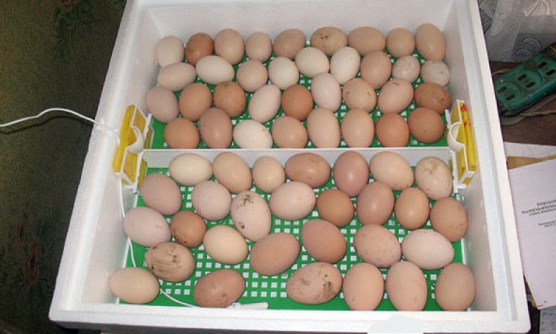 Инкубация яиц – 5 правил успешной инкубации