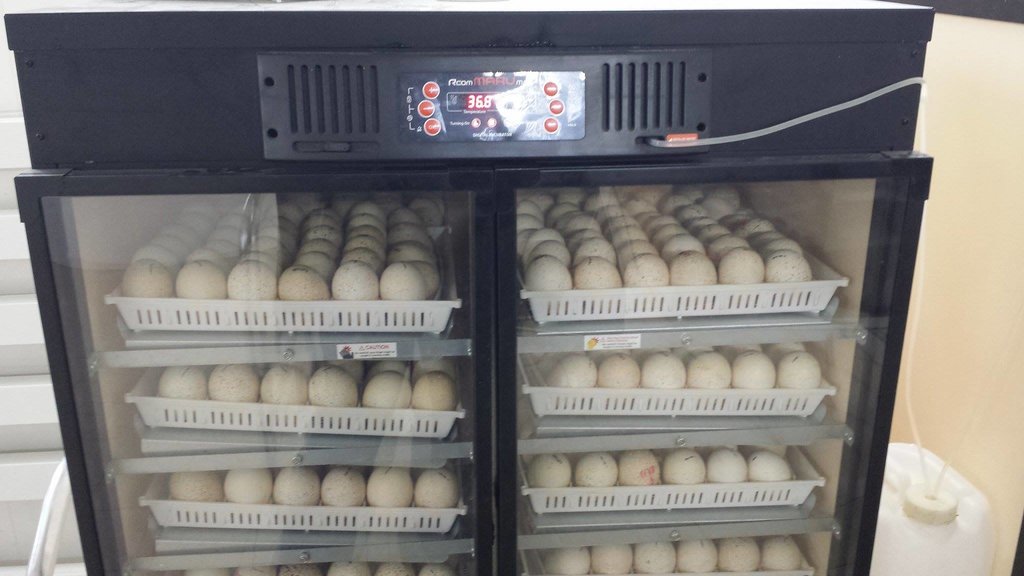 Инкубатор для выведения цыплят – какой купить?