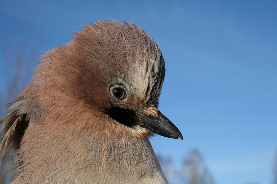 Разновидности голубей породы монах и их общая характеристика